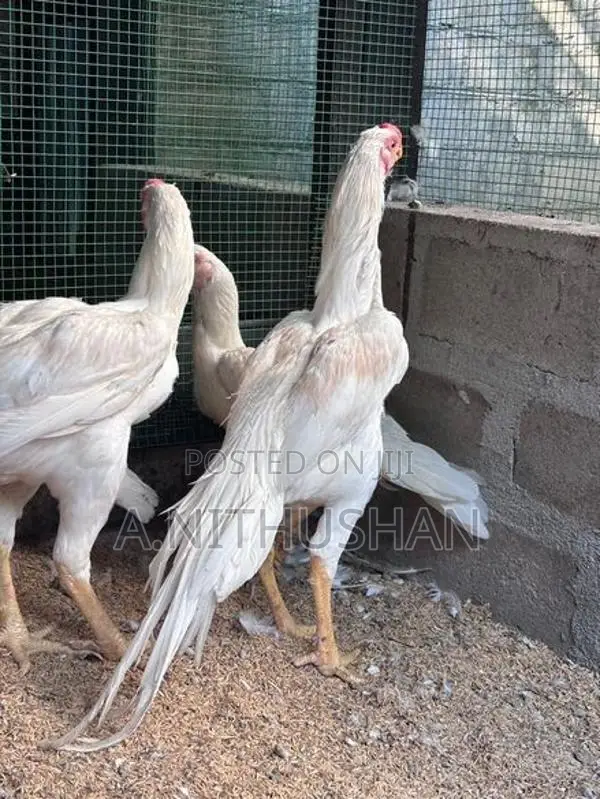Parrot Nose Rooster