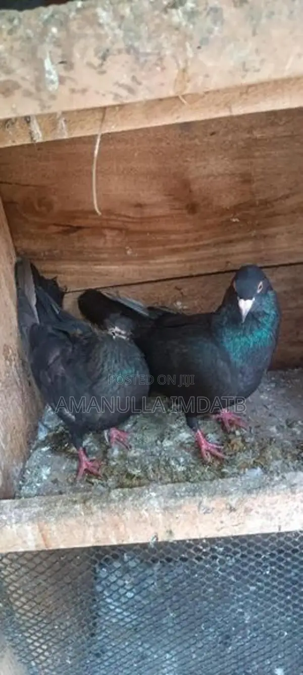 Pigeons