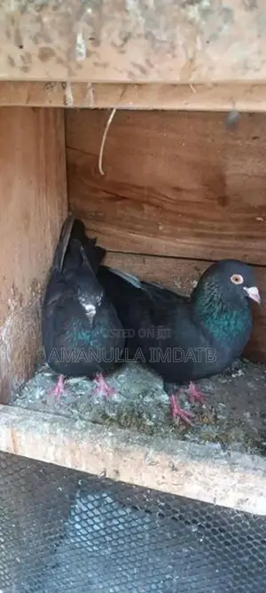 Pigeons