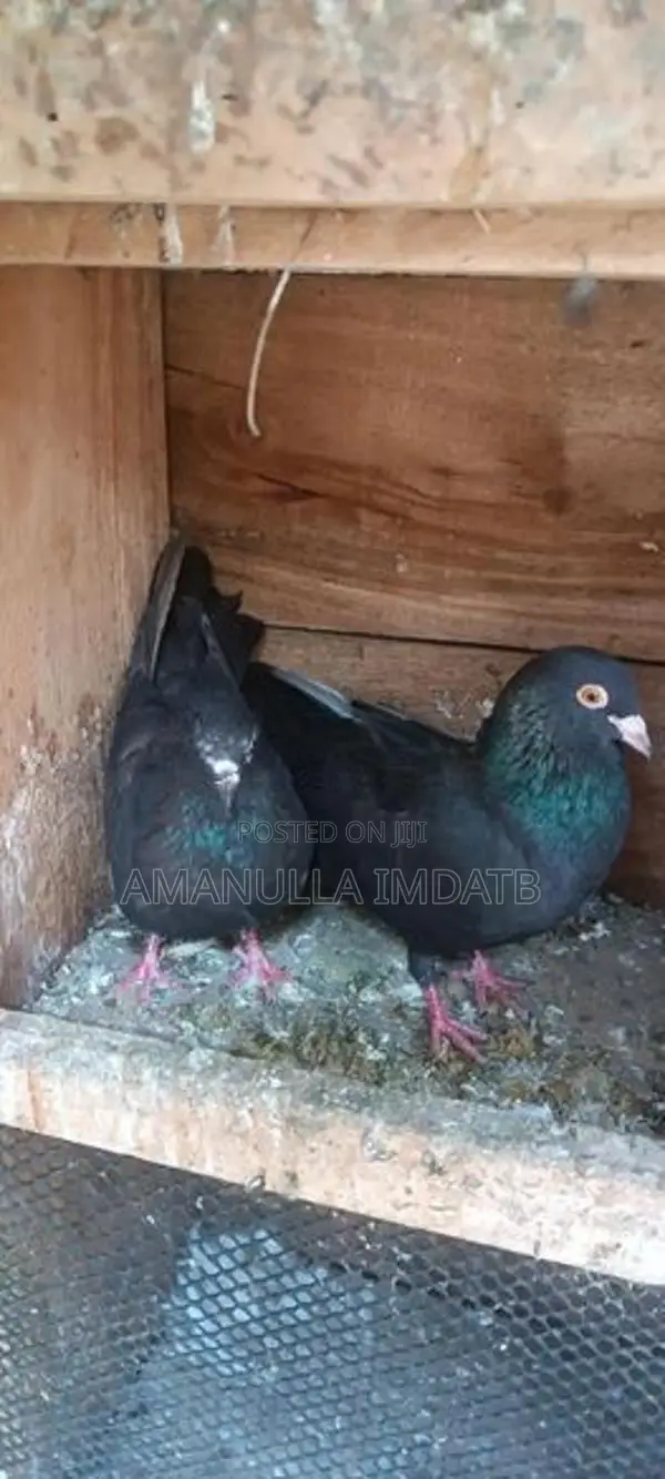 Pigeons
