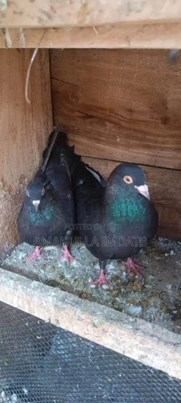 Pigeons