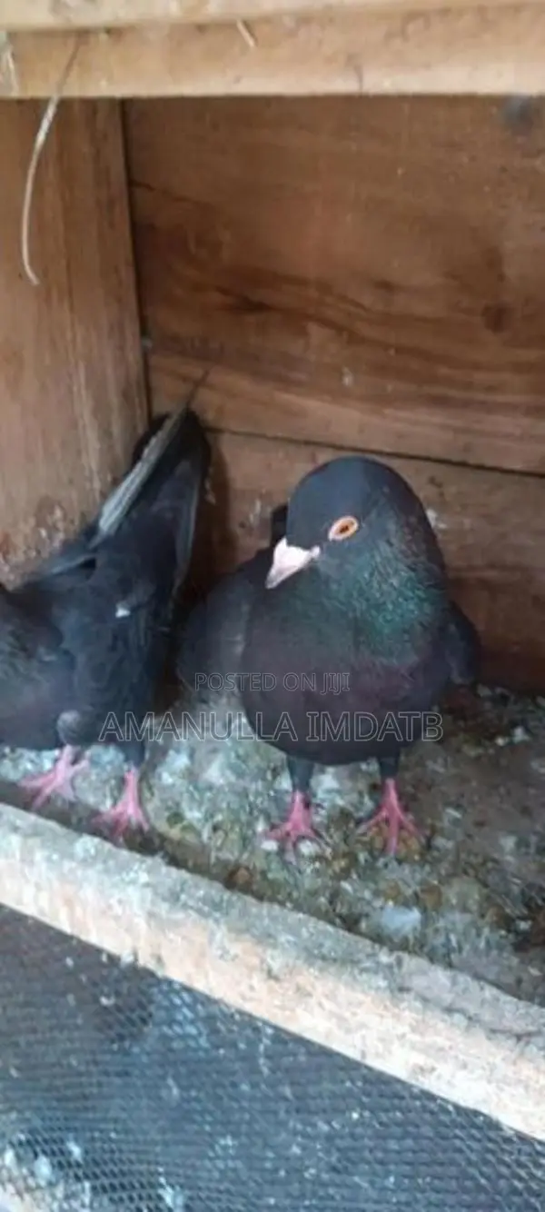 Pigeons