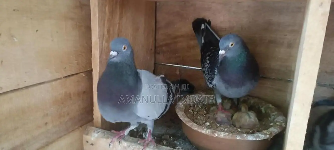 Pigeons