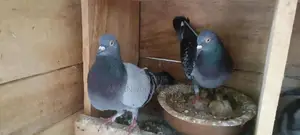 Pigeons
