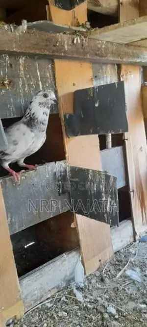 Pigeons