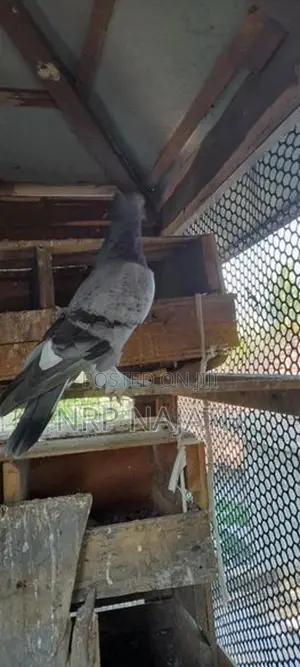 Pigeons