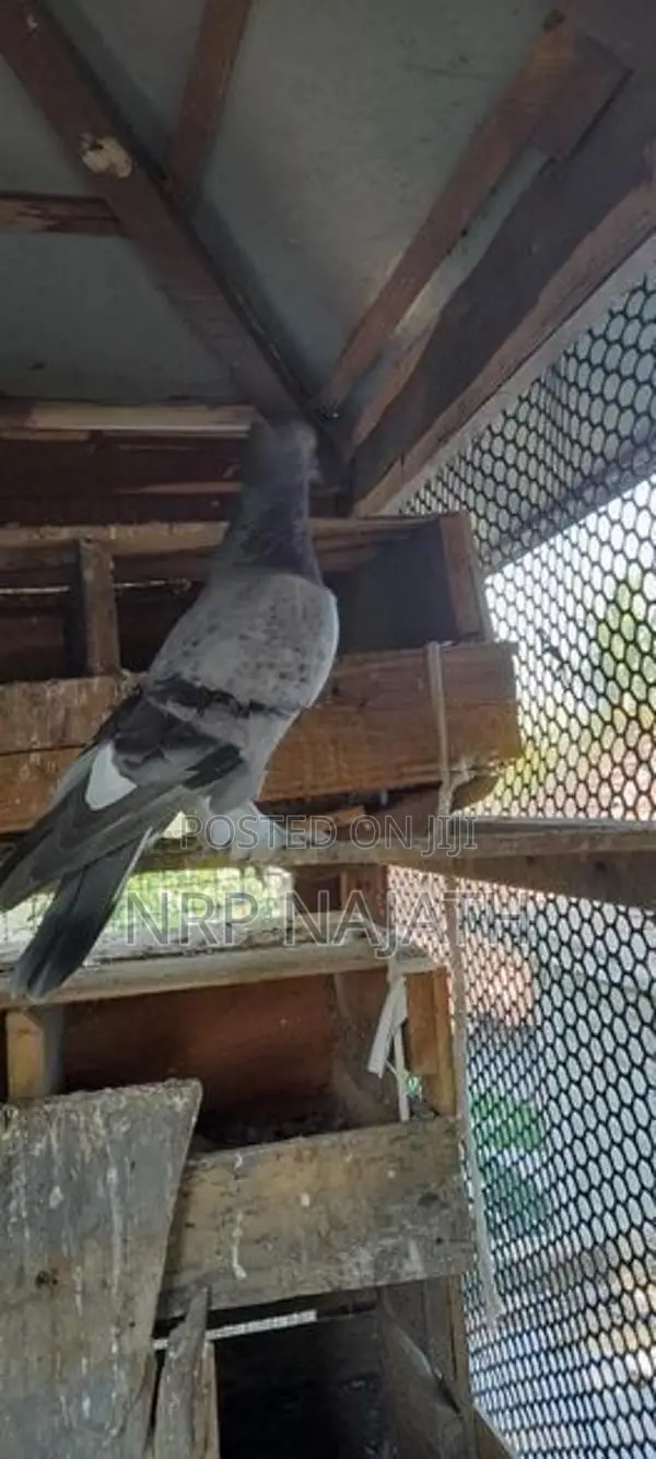 Pigeons