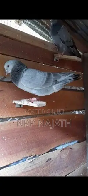 Pigeons