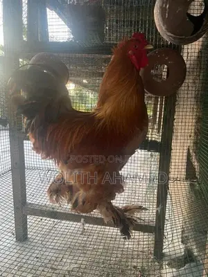 Brahma Indian Hen