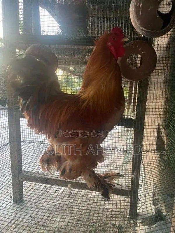 Brahma Indian Hen