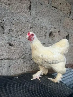 Brahma Indian Hen