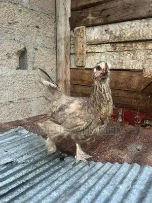 Brahma Indian Hen