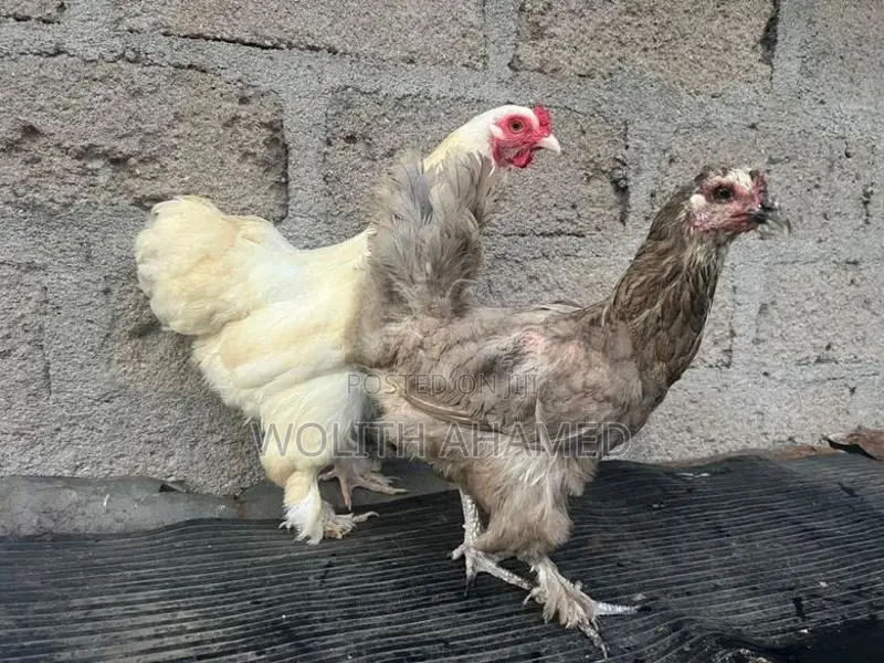 Brahma Indian Hen