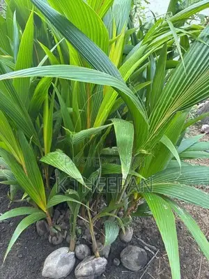 தென்னங்கன்று