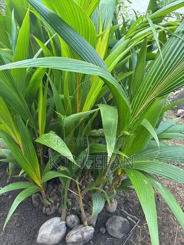 தென்னங்கன்று