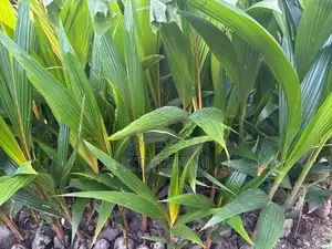 தென்னங்கன்று