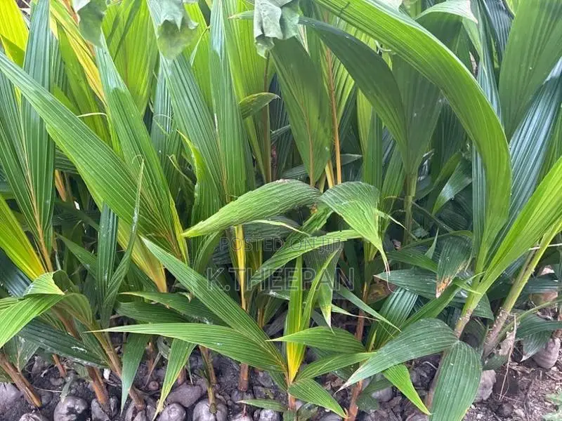 தென்னங்கன்று