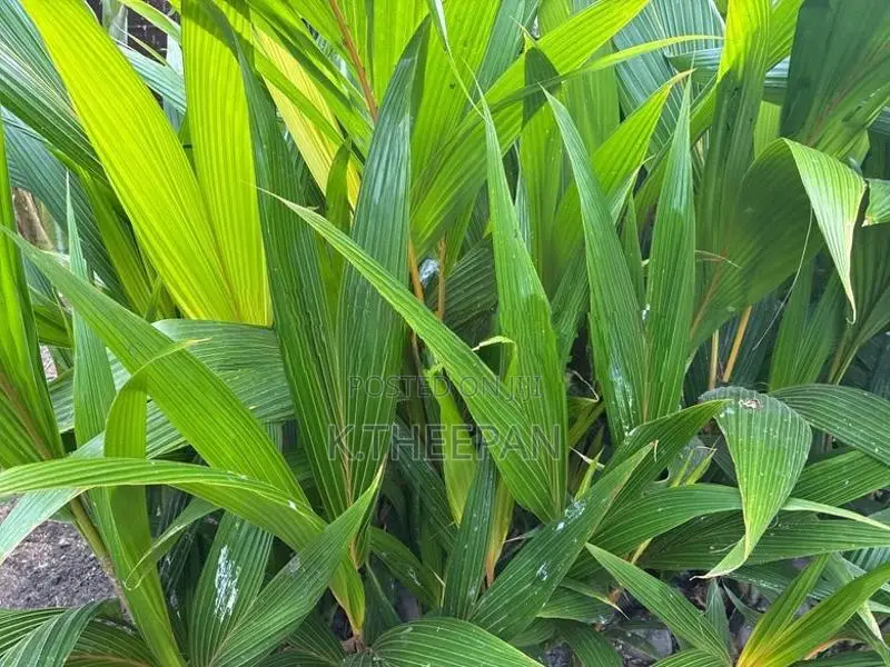 தென்னங்கன்று