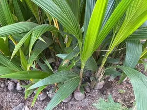 தென்னங்கன்று