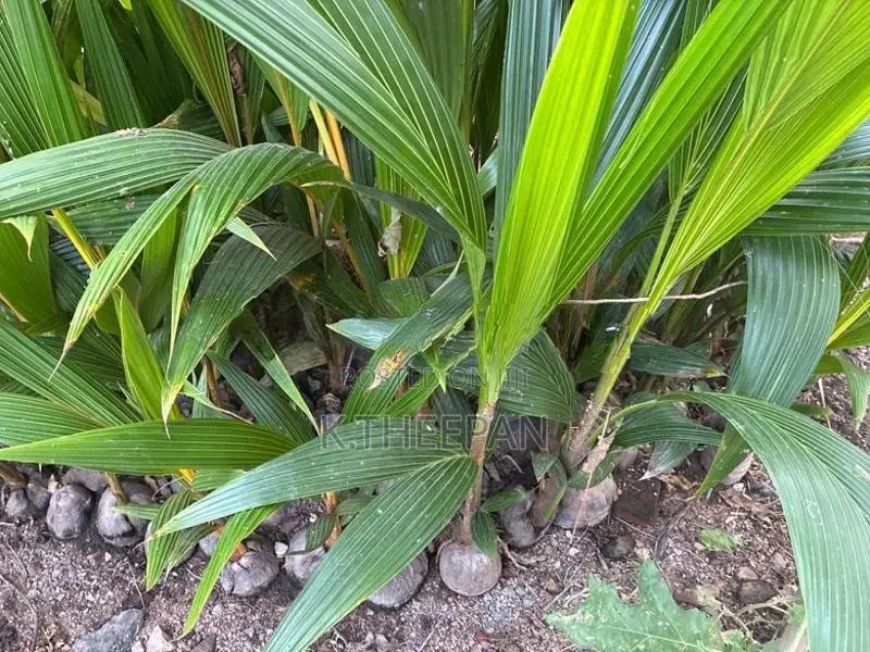 தென்னங்கன்று