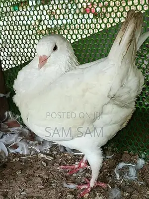 Pigeon King Female