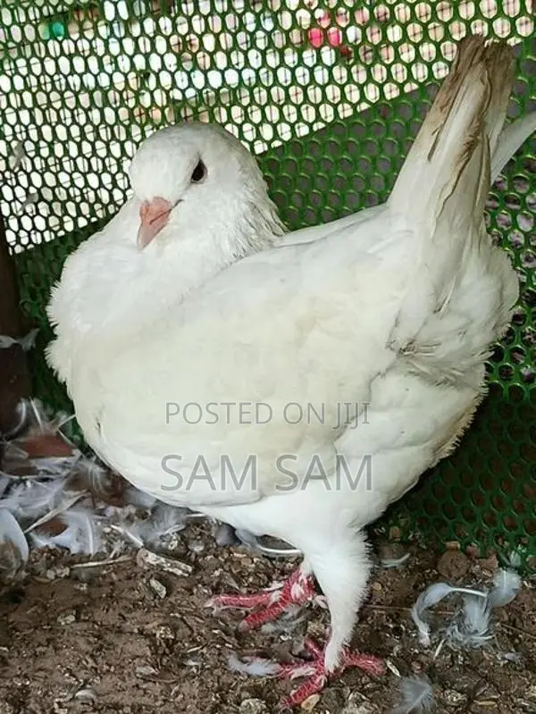 Pigeon King Female