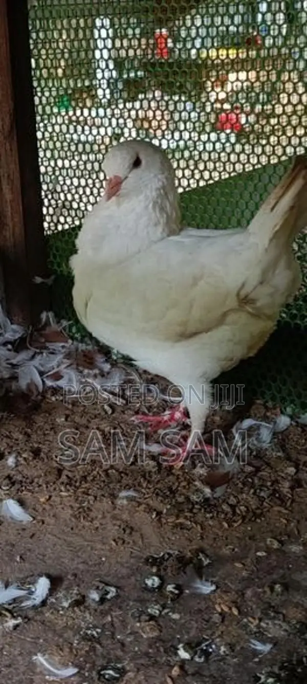Pigeon King Female
