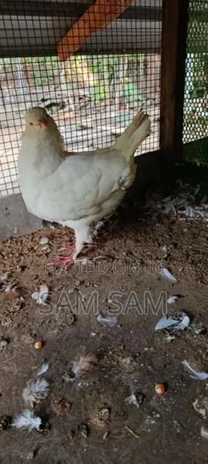 Pigeon King Female