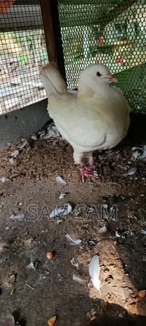 Pigeon King Female