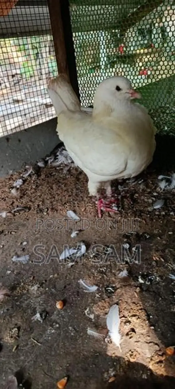 Pigeon King Female