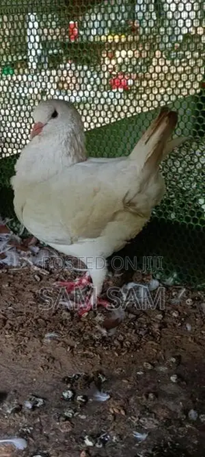 Pigeon King Female