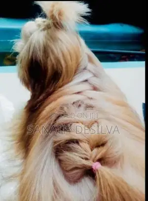 Shih Tzu Puppy