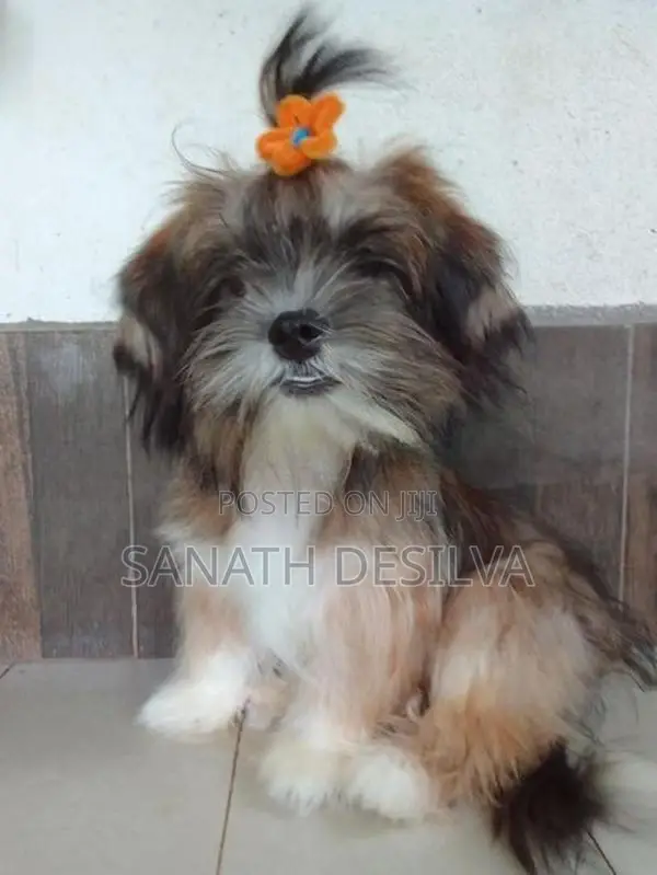 Shih Tzu Puppy