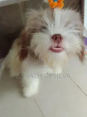 Shih Tzu Puppy