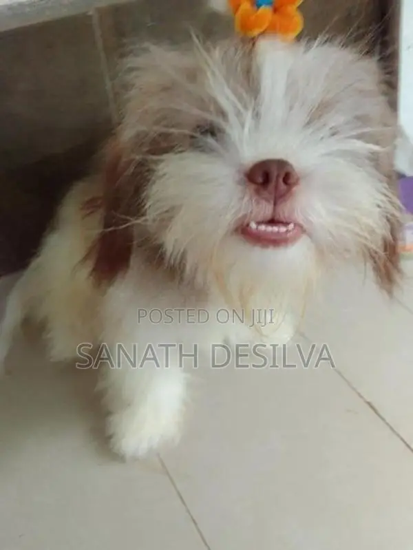 Shih Tzu Puppy