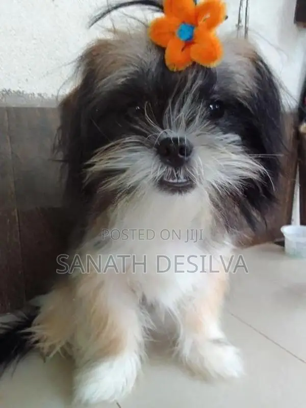 Shih Tzu Puppy
