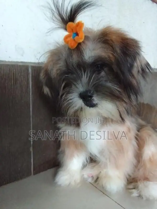 Shih Tzu Puppy