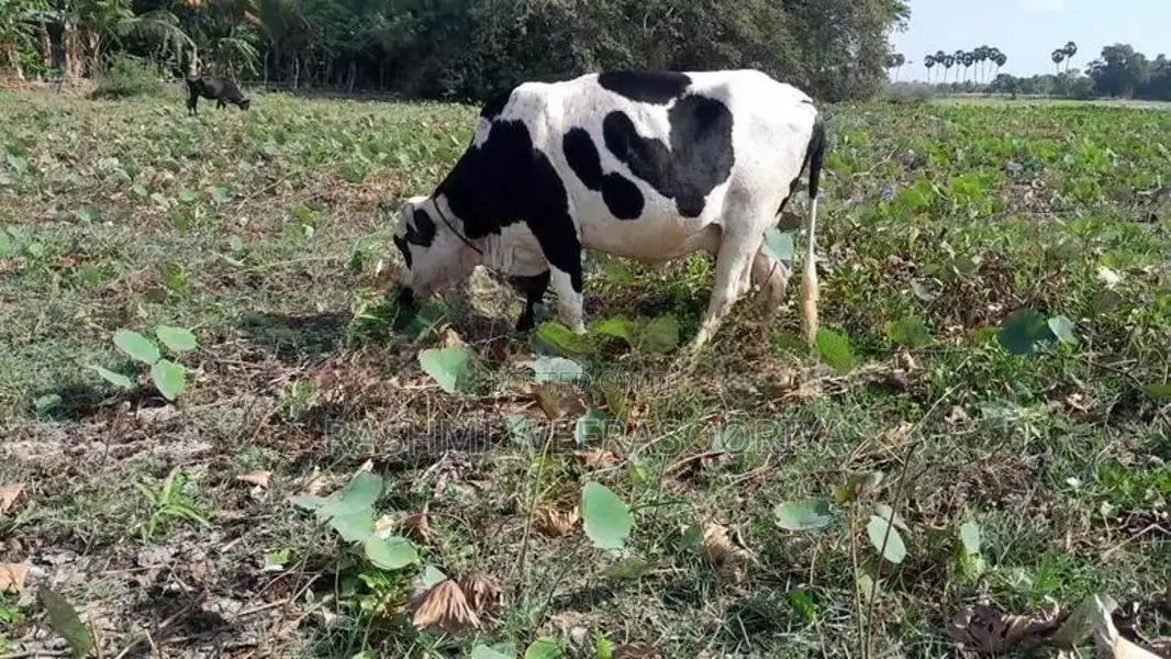 උසස් වර්ගයේ කිරි ගවයන්