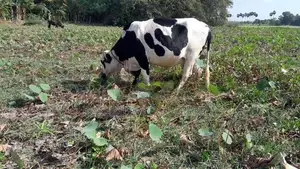 උසස් වර්ගයේ කිරි ගවයන්