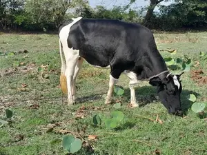 උසස් වර්ගයේ කිරි ගවයන්
