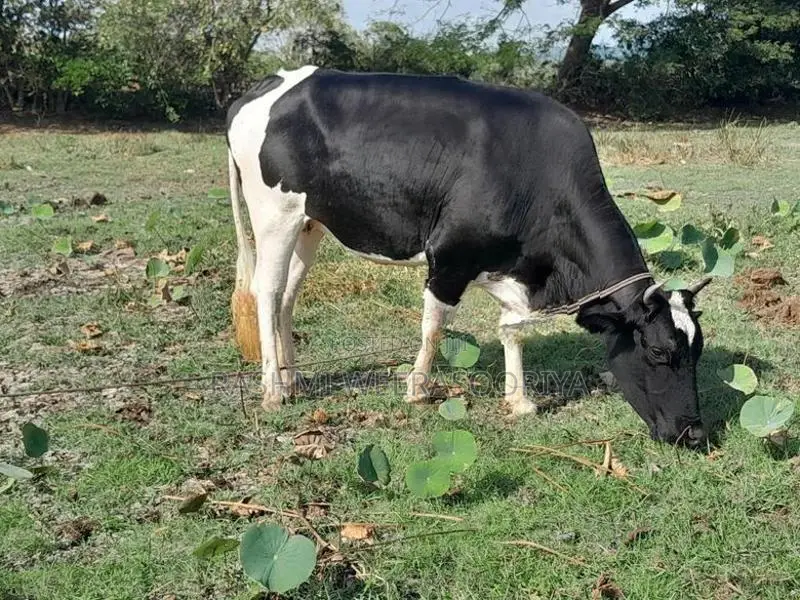 උසස් වර්ගයේ කිරි ගවයන්