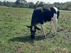උසස් වර්ගයේ කිරි ගවයන්
