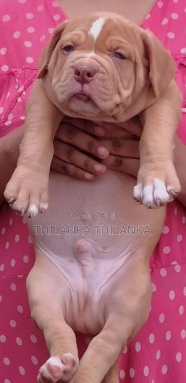 American Bully Puppies