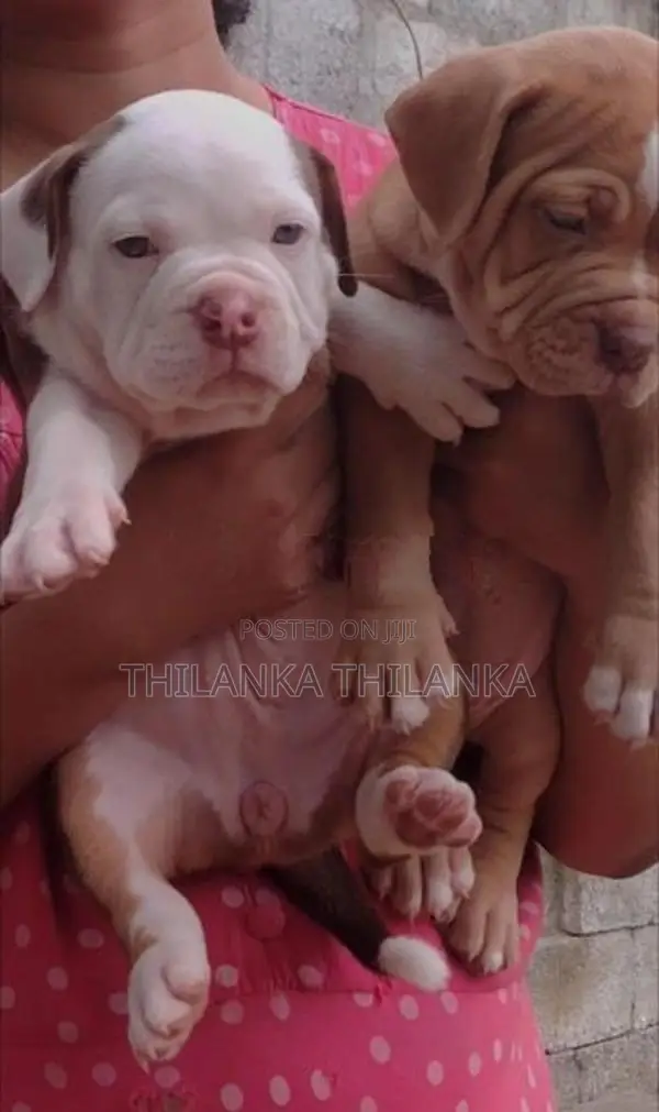American Bully Puppies