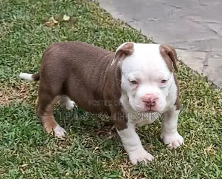 American Bully Puppies