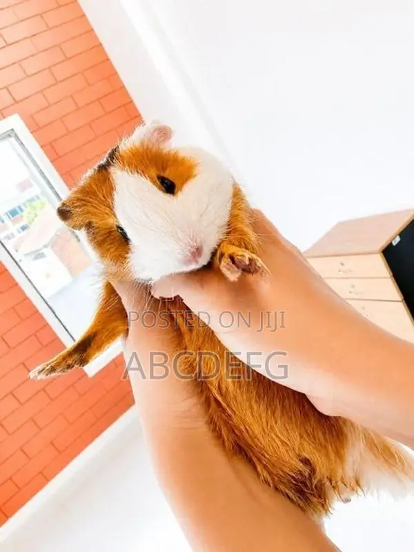 Guinea Pig