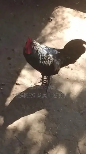 Kukula