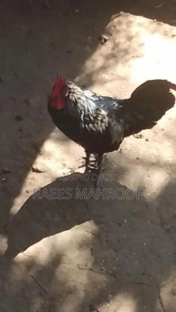 Kukula
