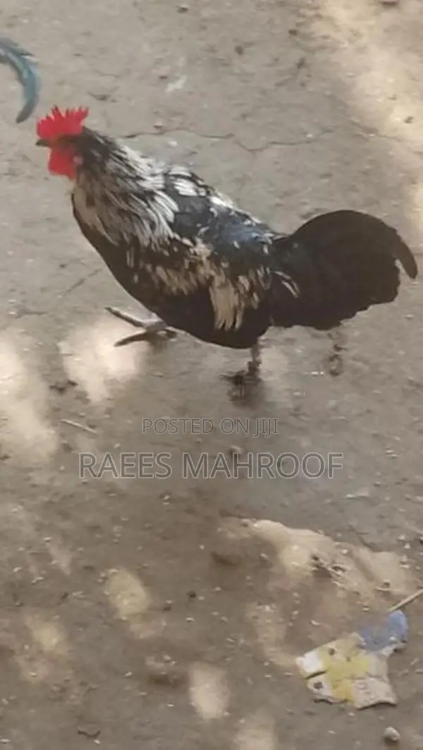Kukula