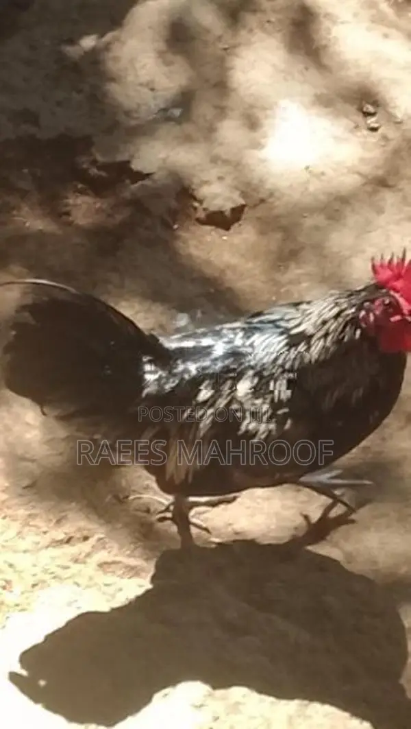 Kukula